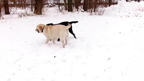 Zwei-Labrador-Hunde-zusammen-spielen