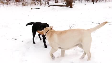 Dos-perros-labrador-tocando-juntos