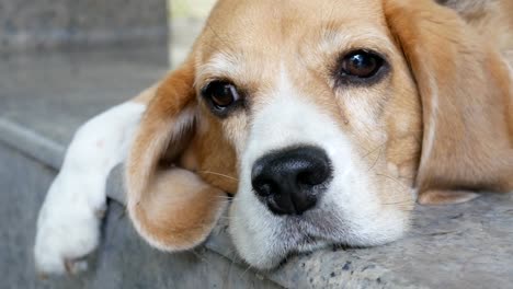 Porträt-von-liebenswert-Tricolor-Beagle-Hund-hautnah