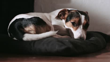 Jack-Russell-perro-pone-en-la-almohada.