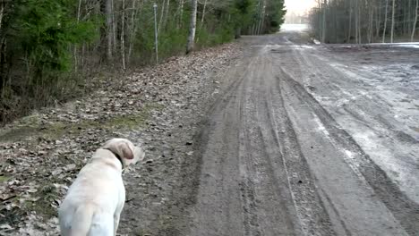 Der-Hund-gehen-und-laufen-auf-der-Straße