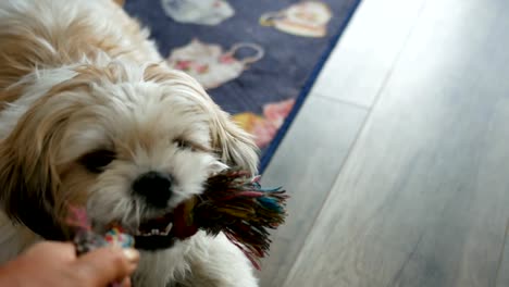 Kleine-weiße-Shih-Tzu-mit-einem-Spielzeug-spielen