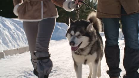 Schöne-Husky-Walking-am-Wintertag