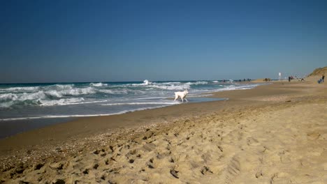 White-dog-playing-on-the-beach,-shot-on-weekend-winter-day,-Israel