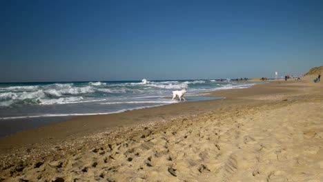 Perro-blanco-jugando-en-la-playa,-el-fin-de-semana-día-de-invierno,-Israel