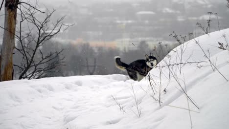 Husky-en-bosque-del-invierno