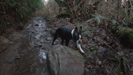 Low-Steady-Cam-Shot-of-Boston-Terrier-Dog-on-Forest-Hiking-Trail