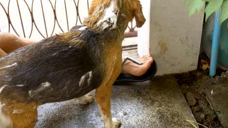 Propietario-bañando-perro-beagle
