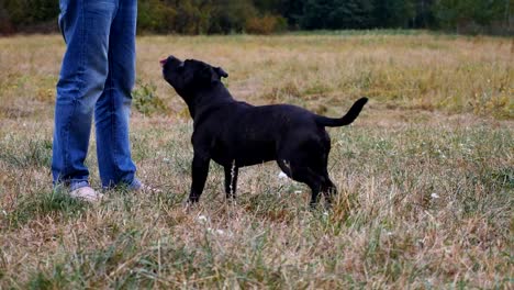 Mann,-der-den-Hund-trainiert