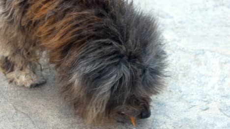 Pobre-Shih-tzu-comiendo-merienda-en-la-calle