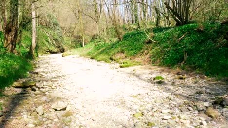 Dog-Exploring-Wild-Woods-and-Riverbed