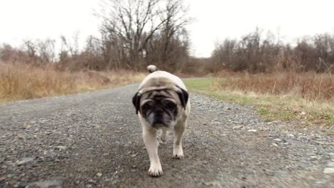 Hund-geht-im-Herbst-den-Weg-hinunter