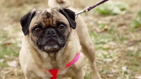 Pug-feliz-siendo-llamado