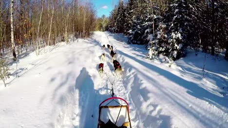 Trineo-de-montar-a-caballo-del-musher