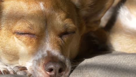 Hund-in-der-Sonnenlicht-zu-schlafen