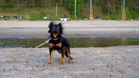 Ein-kleiner-Hund-(eine-Rasse-Toy-Terrier)-bellt-beim-Betreiber.-Der-Hund-sitzt-an-einem-Sandstrand.-Bewölkten-Frühlingsabend.