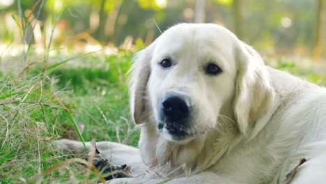 Süße-Retriever-Labrador-Hund-nagt-Holzstab-im-park