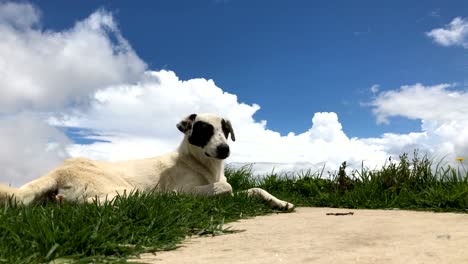 Perro-moviendo-la-cola.