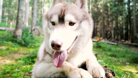 Süße-Siberian-Husky-Hund-auf-Baumstumpf-im-Wald