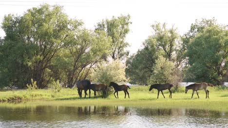 Pequeña-manada-de-caballos-y-potros-de-pastoreo