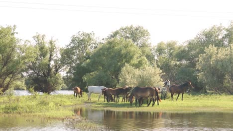 Pequeña-manada-de-caballos-y-potros-de-pastoreo