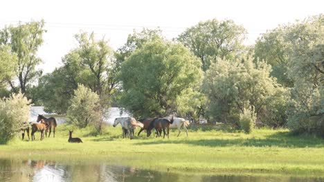 Small-herd-of-horses-and-foals-grazing