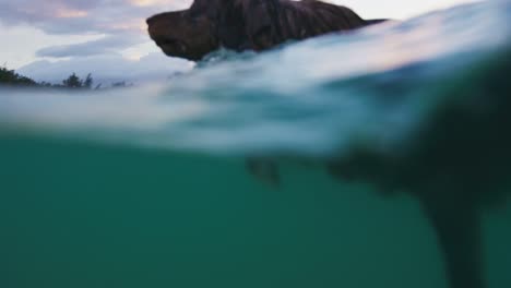 Close-Up-disparo-de-un-pastor-australiano-de-natación-en-el-océano-azul