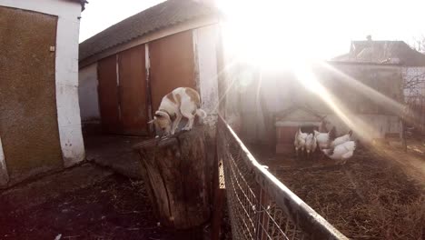 Dog-Eating-Food-on-a-Tree-Stump-on-a-Background-of-Grazing-Geese