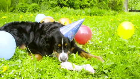 A-dog-in-festive-cap-eating-a-bone