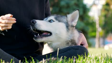 Schöne-junge-Frau,-die-das-Spiel-mit-lustigen-husky-Hund-draußen-im-park