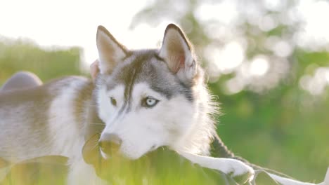 Schöne-junge-Frau,-die-das-Spiel-mit-lustigen-husky-Hund-draußen-im-park