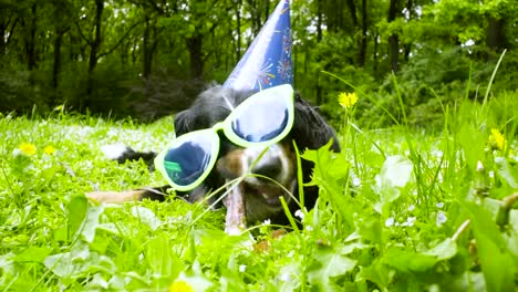 Ein-Hund-im-festlichen-Kappe-einen-Knochen-zu-essen