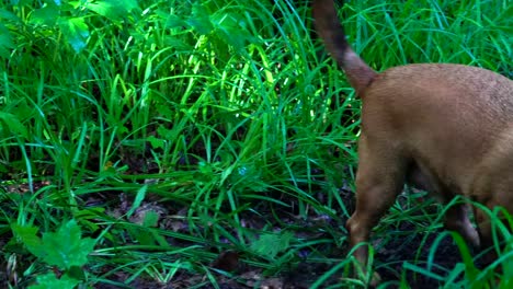 A-small-red-haired-dog-(the-Dachshund-breed)-quickly-digs-up-the-earth-in-the-forest.-The-dog-had-a-hunting-instinct.-She-digs-a-hole-to-get-to-the-prey.-The-earth-and-grass-are-wet-after-rain.-A-summer-sunny-morning-in-the-forest.