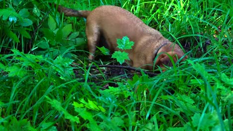 A-small-red-haired-dog-(the-Dachshund-breed)-quickly-digs-up-the-earth-in-the-forest.-The-dog-had-a-hunting-instinct.-She-digs-a-hole-to-get-to-the-prey.-The-earth-and-grass-are-wet-after-rain.-A-summer-sunny-morning-in-the-forest.