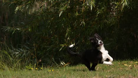 Perro-Border-Collie,-macho-joven-en-hierba,-Normandía,-lento-Motiion-4K