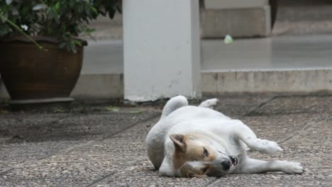 Hund-auf-dem-Boden