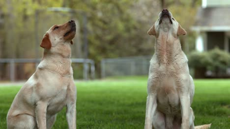 Closep-of-two-dogs-catching-treat-in-slow-motion