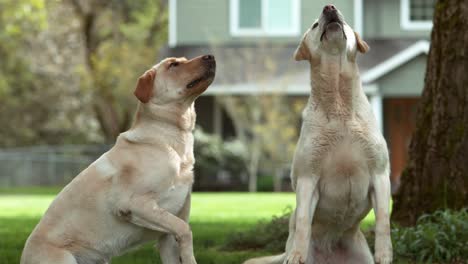 Hunde-fangen-zu-behandeln,-in-Zeitlupe