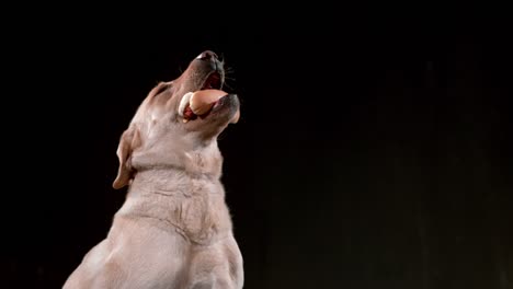 Hund-fangen-Hotdog-in-Zeitlupe