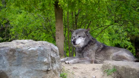 Die-grauen-farbigen-großer-Hund-liegend-auf-den-Felsen