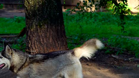 El-perro-de-la-raza-Husky-es-atado-con-una-cadena-a-un-árbol.-Ladrido-de-perro-y-la-preocupación,-como-la-alimentación-tiempo-enfoques.