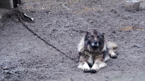 Big-Evil-Watchdog-on-a-Chain-around-the-Booth-and-is-Protected-Area