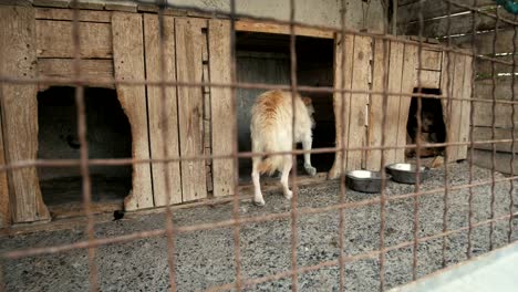 Frightened-Dog-in-the-Cattery