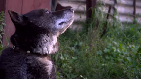 Lustige-Guard-Dog-Gesicht.