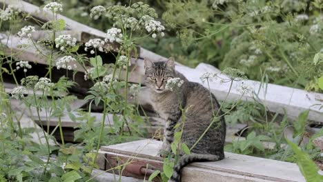 Katze-auf-der-Wiese-im-freien