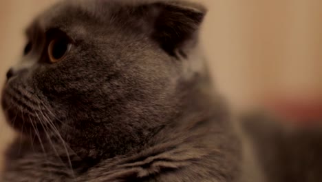 British-shorthair-cat-close-up