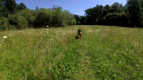 Der-Hund-läuft-im-Park.