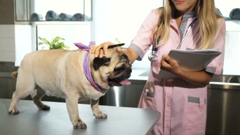 El-veterinario-es-hacer-anotaciones-después-de-checar-el-perro-pug