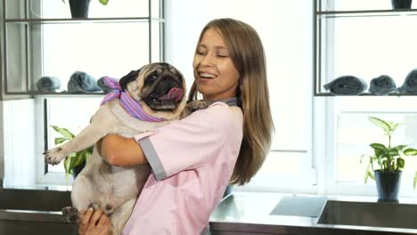 The-vet-is-taking-the-pug-dog-on-her-arms