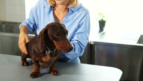 Die-blonde-Frau-ist-die-deutsche-Dachs-Hund-streicheln.